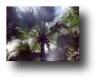 Soleil dans les palmiers  800x600